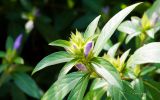 fleur-et-bougeon-fonds-ecran-de-fleurs-a-telecharger-gatuit-en-ligne
