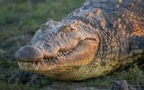 crocodile-animaux-afrique