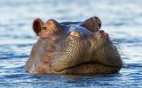 hippopotame-animaux-afrique