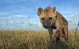 hyene-animaux-afrique