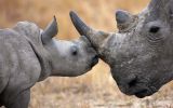 rhinoceros-animaux-afrique