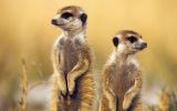 suricates-animaux-afrique