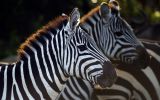zebre-animaux-afrique