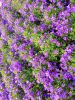 fleurs-de-printemps-violettes-telecharger