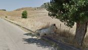 animaux-photos-by-Google-Street-View-cheval