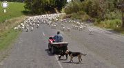 animaux-photos-by-Google-Street-View-chevres