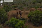 elephants-by-Google-Street-View