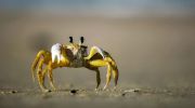 crabe-macro-photo