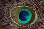plumage-macro-zoomer