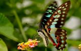 macrophoto-nature-et-papillon