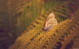 papillon-dans-la-nature_03