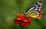 papillon-multicolore_03