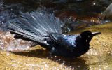corbeau-noir