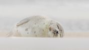 jones-beach-harp-seal