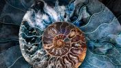 ammonite-shell