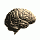 Brain1.gif