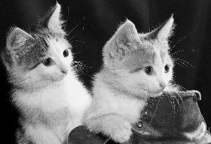 deux chatons
