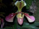 orchidees_photographie-HD_exposition_annuelle_03