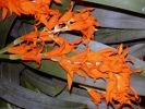 orchidees_photos-HD_exposition_florale_et_bouquets_04