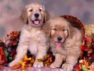 chiens_chiots_couples_01