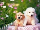 chiens_chiots_couples_02