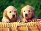 chiens_chiots_couples_03