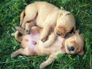 chiens_chiots_couples_05