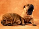 chiens_chiots_couples_09