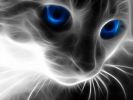 chat-yeux-bleus-fonds-d-ecran-effets-lumiere-et-retouche-photo_04