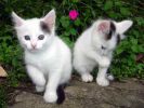 chatons-photos-gratuites-en-telechargement_03