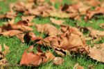 feuilles-automne_wallpapers-free_3