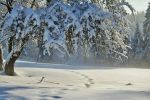 hiver-en-fond-d-ecran_free-download-pictures_arbre