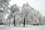photos-hiver-HD_widescreen_wallaper-to-download_trees