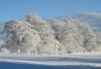 telecharger-image-image-hiver-grand-format_arbres