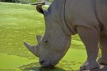 photographie-safari-animaux-afrique-en-grand-format_2