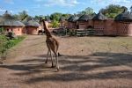 safari-en-afrique-visite-un-village-photo-HD-2000-pixels_2