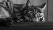 chat-photo-noir-et-blanc_animaux-domestiques_1