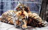 couple-de-tigres_animaux-sauvages_4