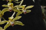 orchidees-fleurs-exotiques-fonds-ecran-hd_12