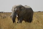 elephant_namibie_etosha_savane-africaine