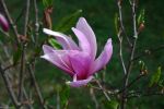 magnolia_violet-et-blanc_ariege