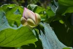 lotus-enfleur