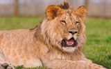 LION_animaux-sauvages_HD-a-telecharger_06