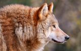 loup-brun_animaux-sauvages_HD-a-telecharger_04