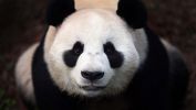 panda_animaux-sauvages_HD-a-telecharger_12