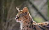 serval_animaux-sauvages_HD-a-telecharger_09