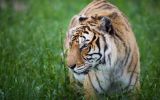 tigre_animaux-sauvages_HD-a-telecharger_08