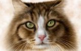 chat-tete_animaux-domestiques_grand_format-du-jour_10