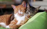 deux-chats_animaux-domestiques_grand_format-du-jour_04