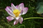 fleur-de-lotus